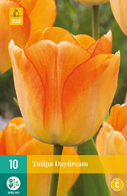 Hybridný Darwin tulipán -  Daydream
