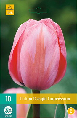 Hybridný Darwin tulipán - Desing Impression  