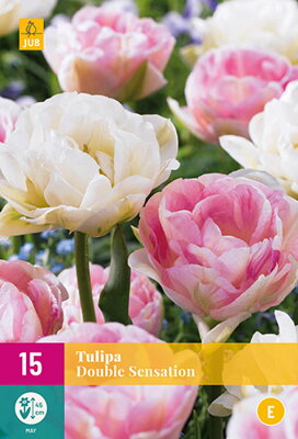 Plný tulipán - zmes farieb   Double Sensation