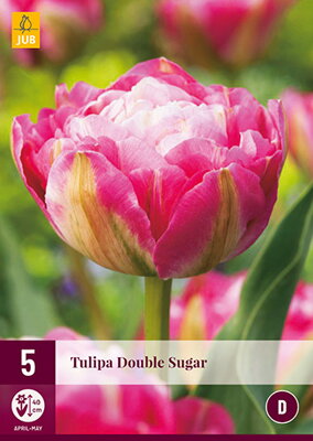 Plný  tulipán -  Double Sugar