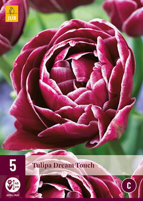 Plný tulipán - Dream Touch