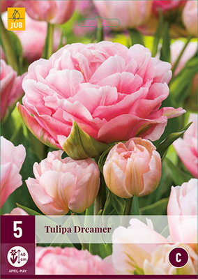 Plný  tulipán -  Dreamer                