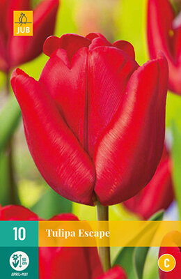 Triumph tulipán - Tulipán Escape