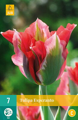 Viridiflora tulipán - Tulipán Esperanto