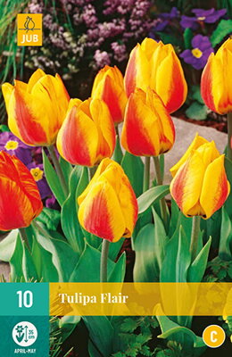 Jednoduchý skorý tulipán - Flair