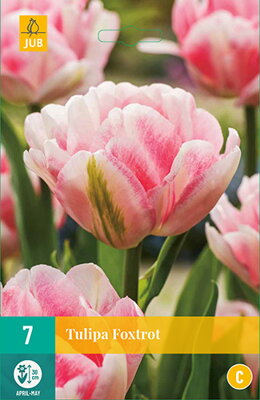 Plný skorý tulipán - Foxtrot
