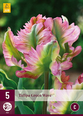 Motýľokvetý tulipán - Green Wave