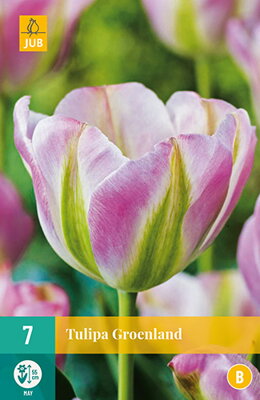 Viridiflora tulipán - Tulipán Groenland
