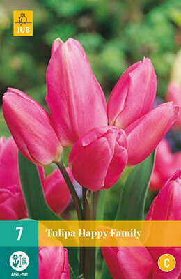 Mnohokvetý tulipán - Tulipán Happy Family