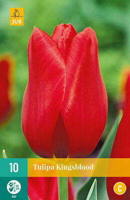 Jednoduchý neskorý tulipán - Kingsblood