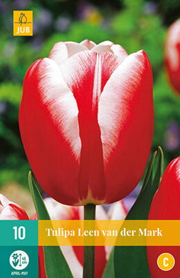 Triumph tulipán - Leen van der Mark