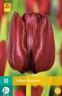 Triumph tulipán - Tulipán Mascara                              