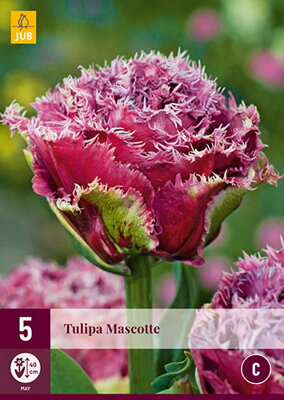 Strapkatý tulipán - Mascotte
