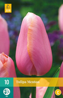 Jednoduchý neskorý tulipán - Tulipán Menton