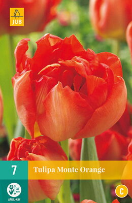 Plný skorý tulipán - Monte Orange