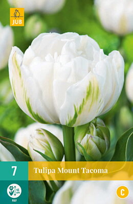 Plný neskorý tulipán - Tulipán Mount Tacoma                