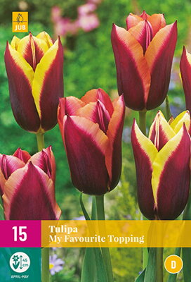Triumph tulipán - My Favourite Topping