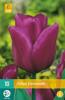 Triumph tulipán - Passionale