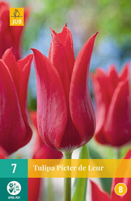 Ľaliokveté tulipány - Pieter de Leur