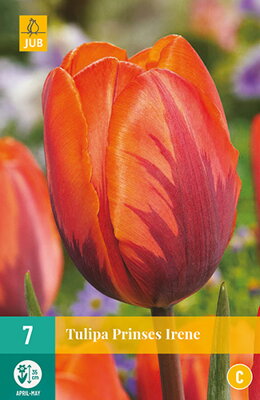 Jednoduchý skorý tulipán - Prinses Irene