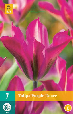 Viridiflora tulipán - Purple Dance  