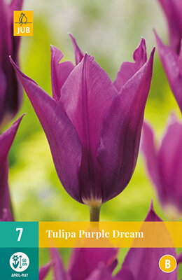 Ľaliokveté tulipány - Purple Dream