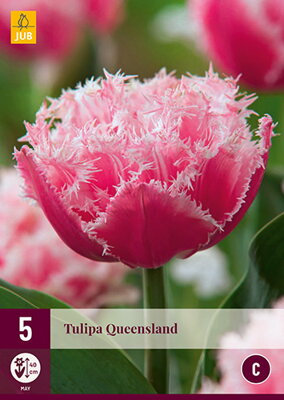 Strapkatý tulipán - Queensland