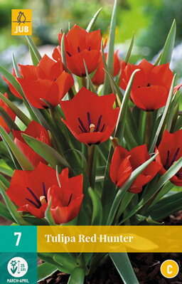 Botanický tulipán - Tulipán Red Hunter 