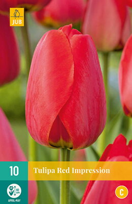 Hybridný Darwin tulipán - Red Impression
