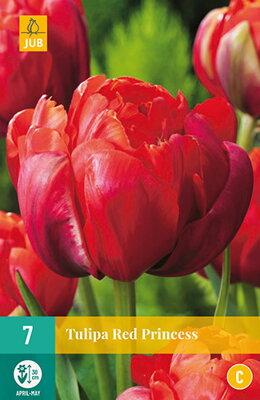 Plný neskorý tulipán - Tulipán Red Princess