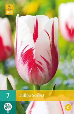 Jednoduchý neskorý tulipán - Tulipán Sorbet