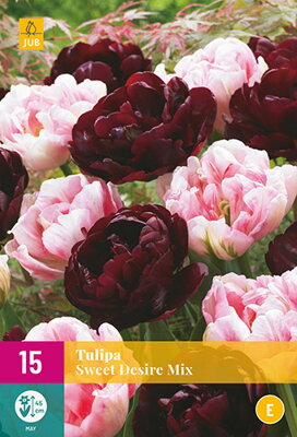 Plný tulipán - zmes farieb   Sweet Desire