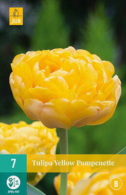 Plný neskorý tulipán - Yellow Pompenette