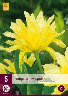 Viridiflora tulipán - Yellow Spider