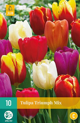 Triumph tulipán - zmes farieb
