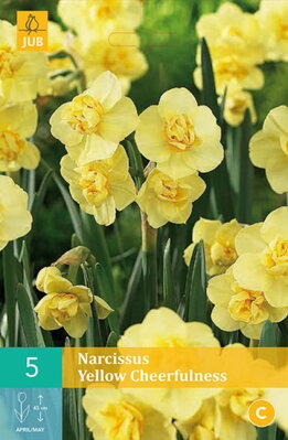 Tazetta narcis - Yellow Cheerfulness