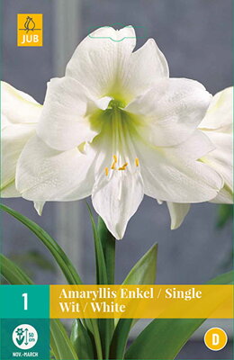 Zornica - Amaryllis White