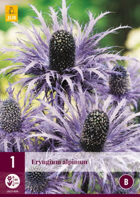 Kotúč  Eryngium alpinum  opäť dostupné na jar 2022