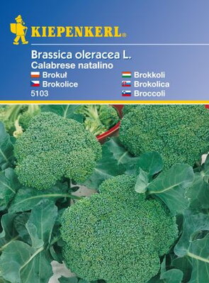Brokolica Calabrese natalino                                       