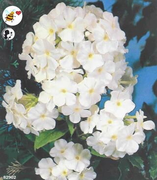 Phlox maculata Flox White                                    