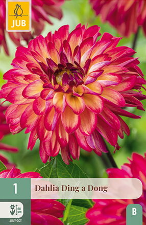 Dália Georgínia  Ding a Dong