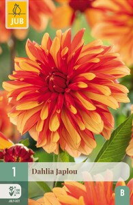 Dália Georgínia  Japlou