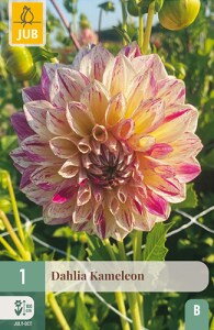 Dália Georgínia  Kameleon