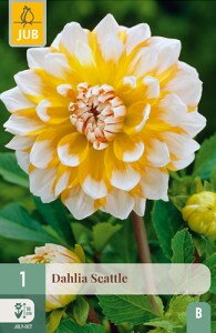 Dália Georgína Seattle                       