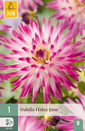 Dália Georgína Hayley  Jane