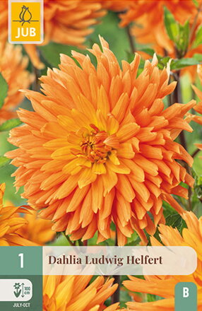 Dália Georgína Ludwig  Helfert