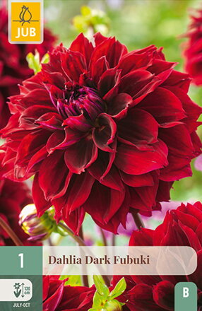 Dália Georgínia  Dark Fabuki   