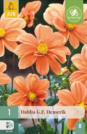 Dália Georgína  G.F. Hemerik