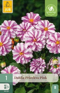 Dália Georgína Priceless Pink