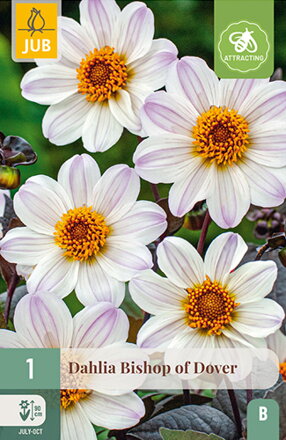 Dália Georgína  Bishop of Dover